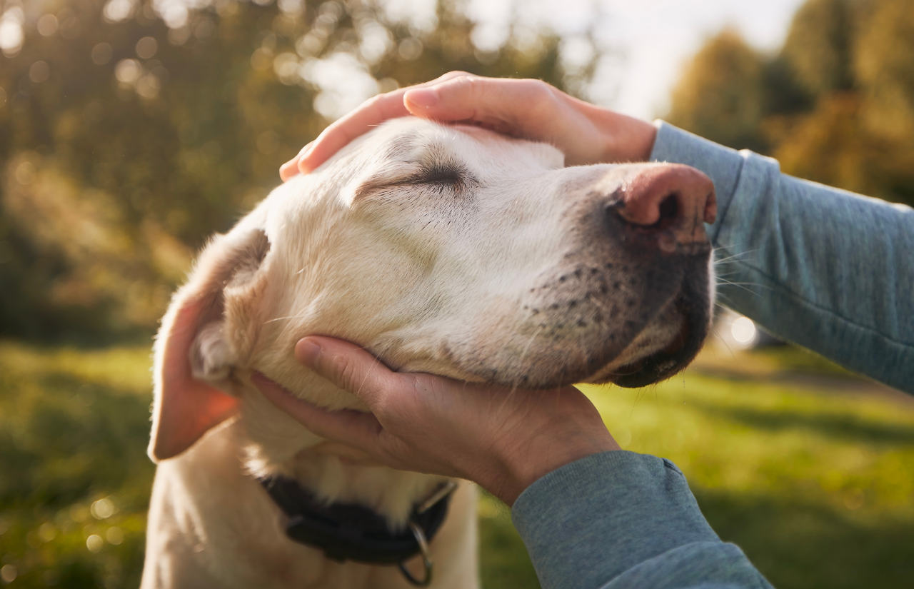 Can my Dog Get Sick From Humans? Dog Fan Club