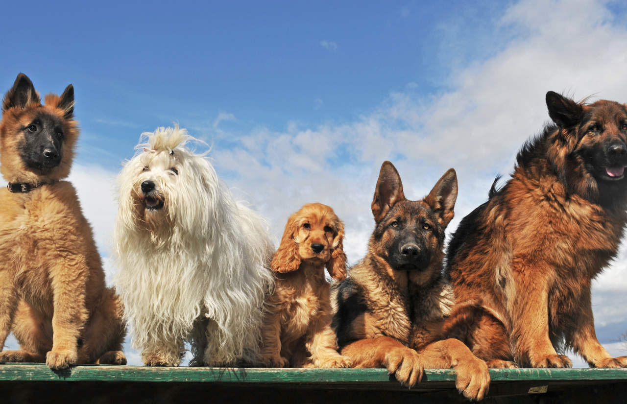 best family dog breed
