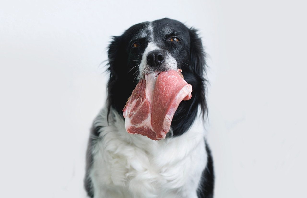 raw meat for dogs