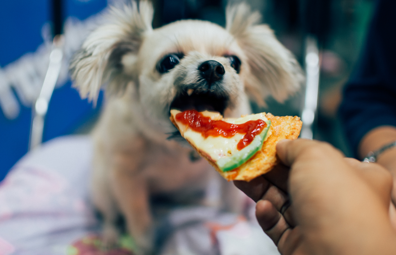 Is it Safe to Give Human Food to My Dog?