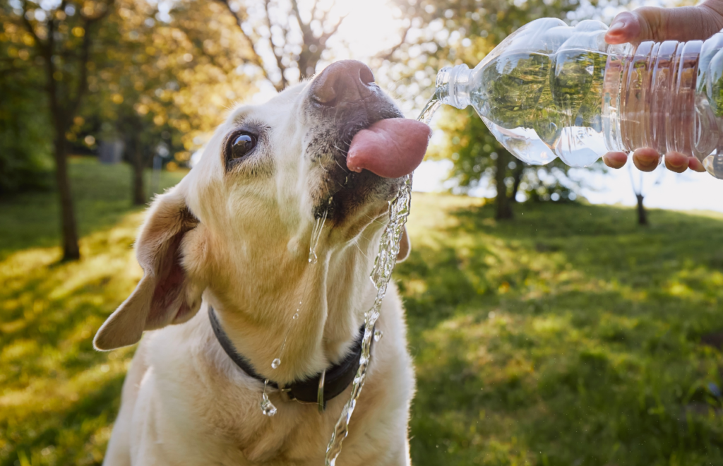 What Are The Signs of Dehydration in Dogs? - Dog Fan Club