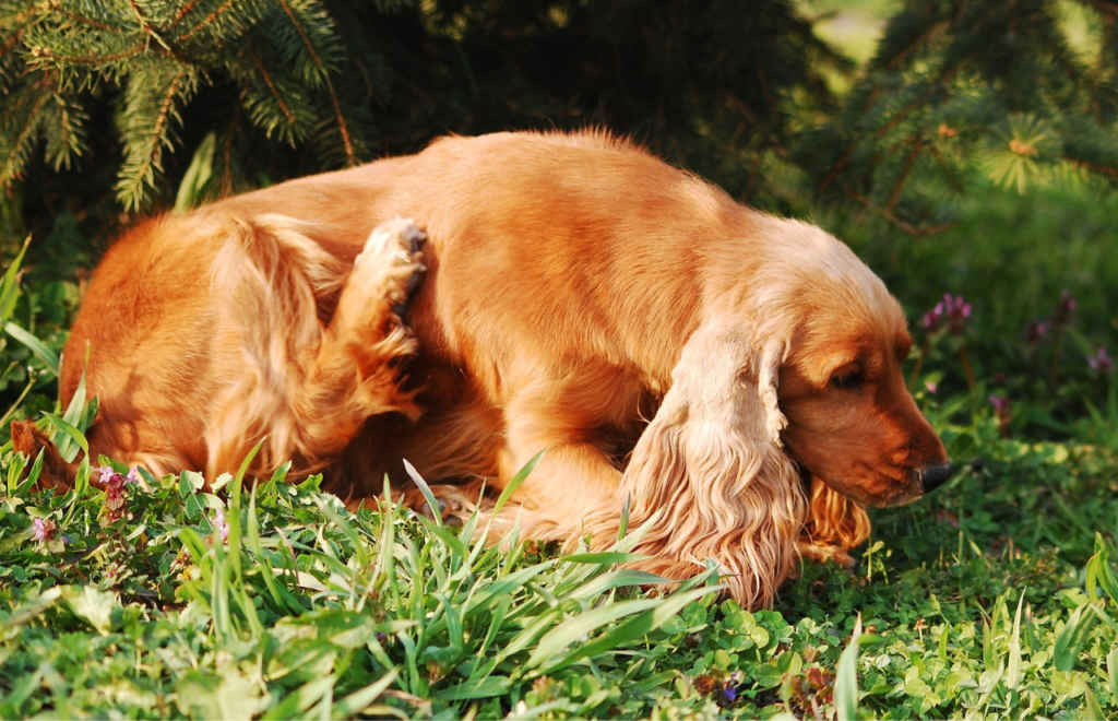 why-does-my-dog-keep-scratching-dog-fan-club