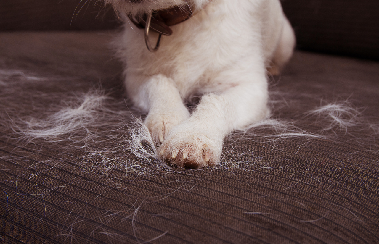 dog losing hair