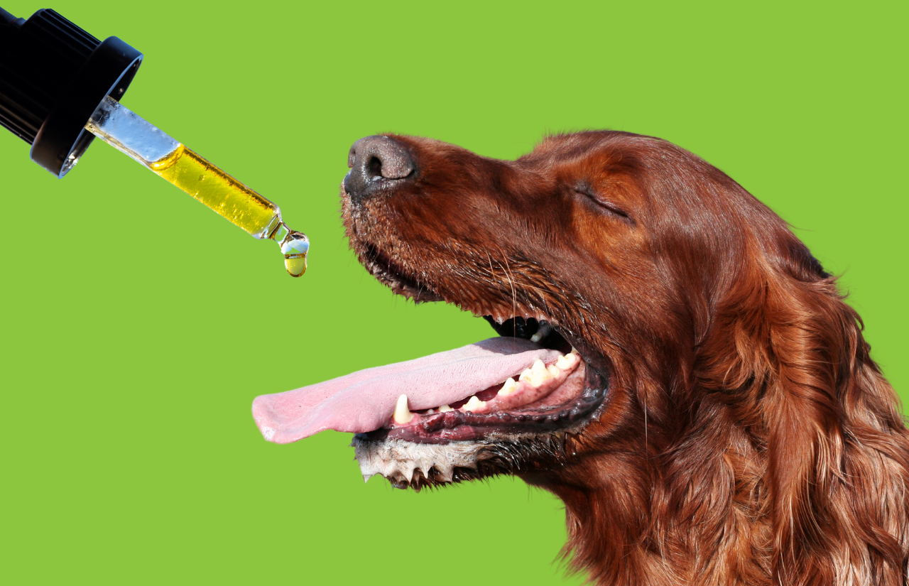 CBD Oil For Dogs Dose Calculator