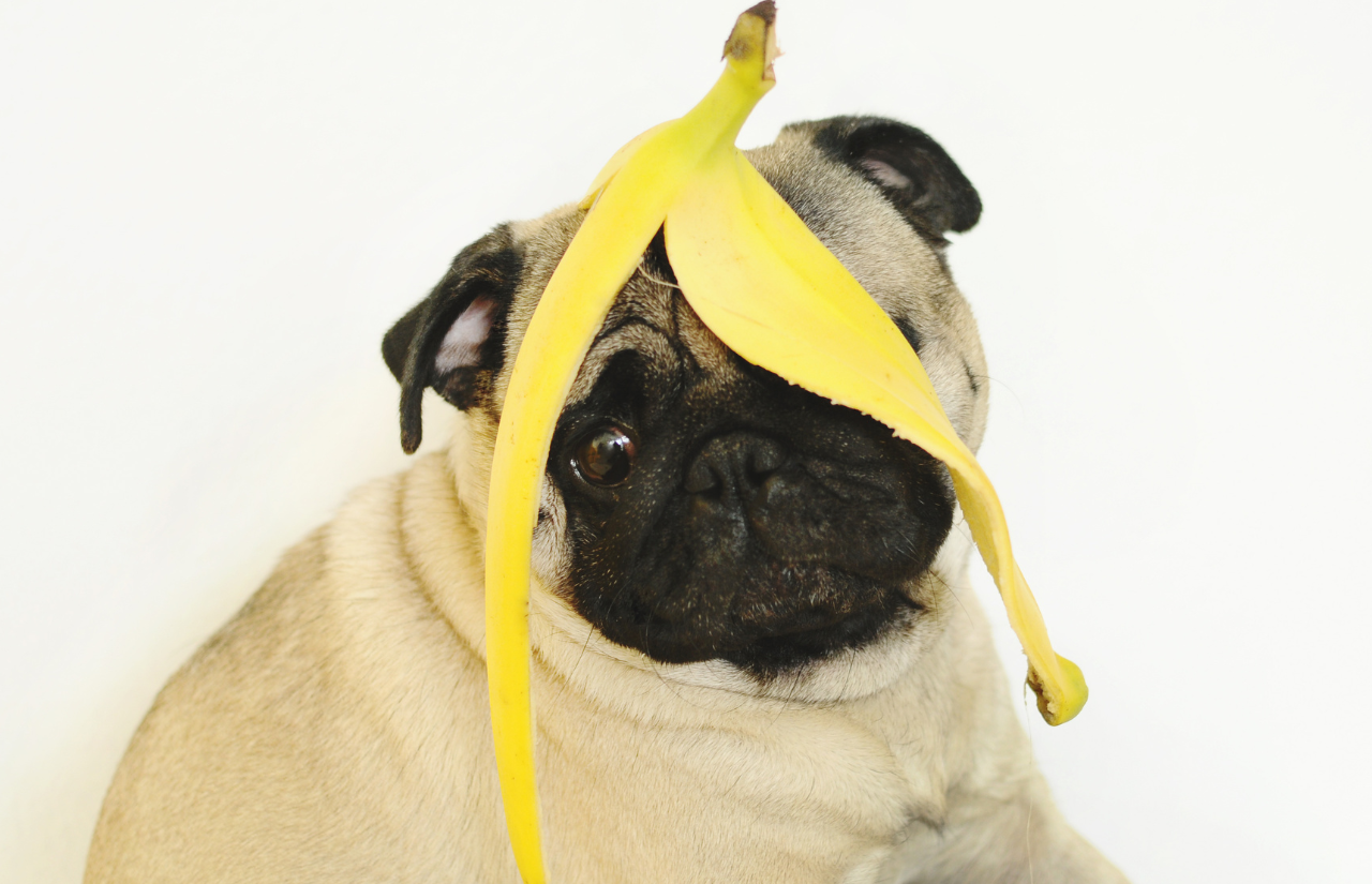 Can dogs eat fruits and vegetables