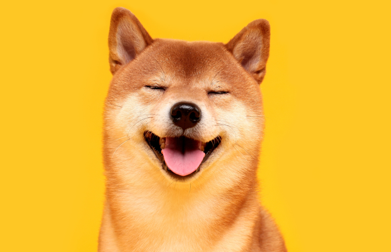 dog happiness