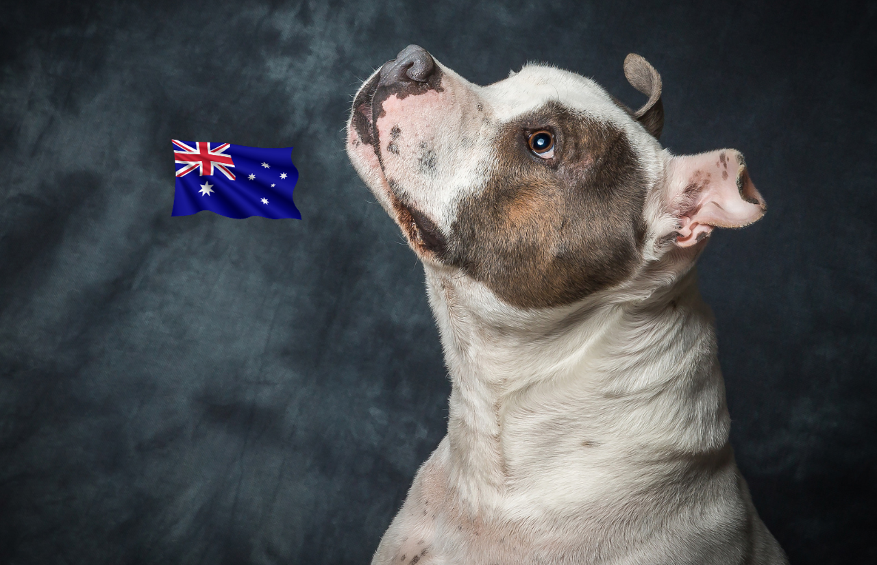 Most Popular Breeds in Australia