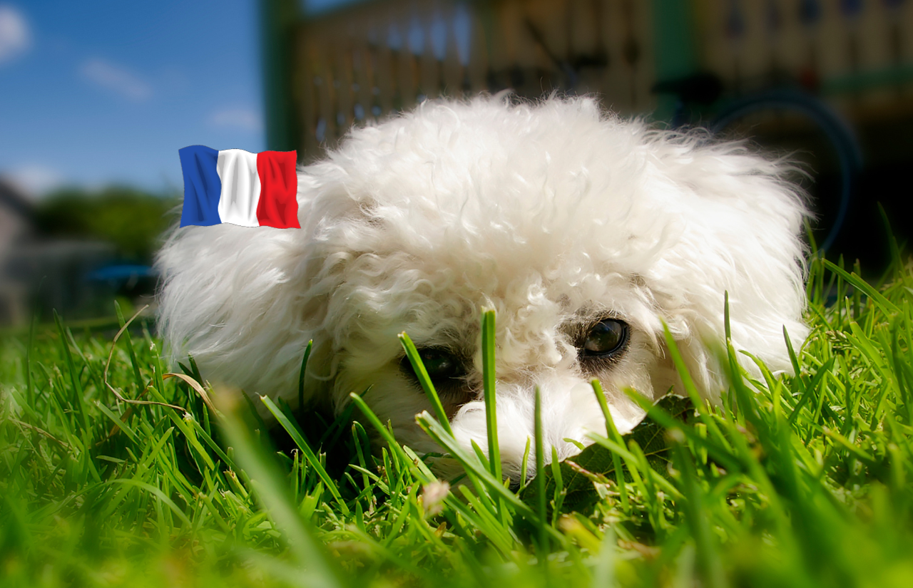 most popular dog breeds in france