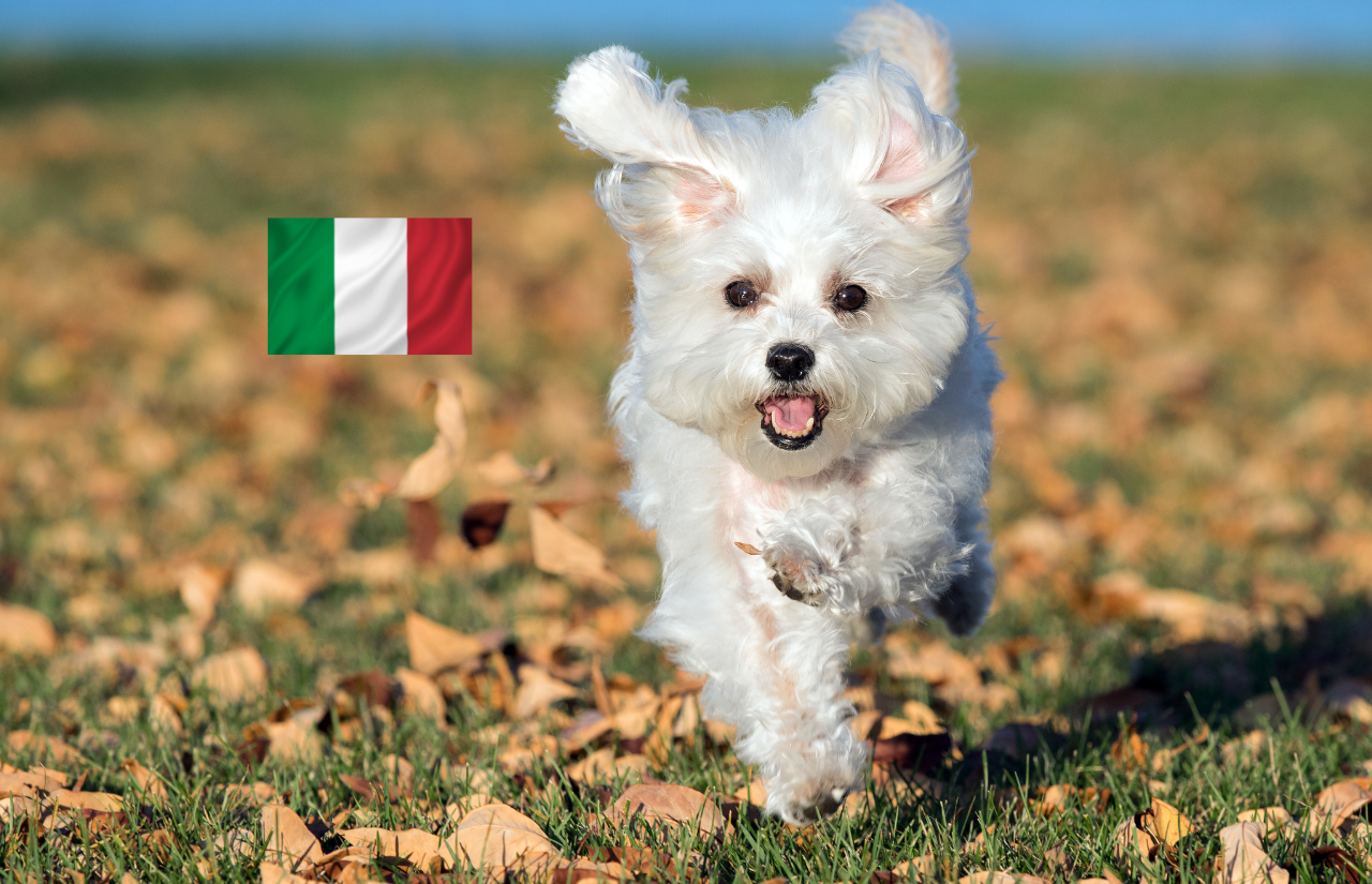 most popular dog breeds in italy