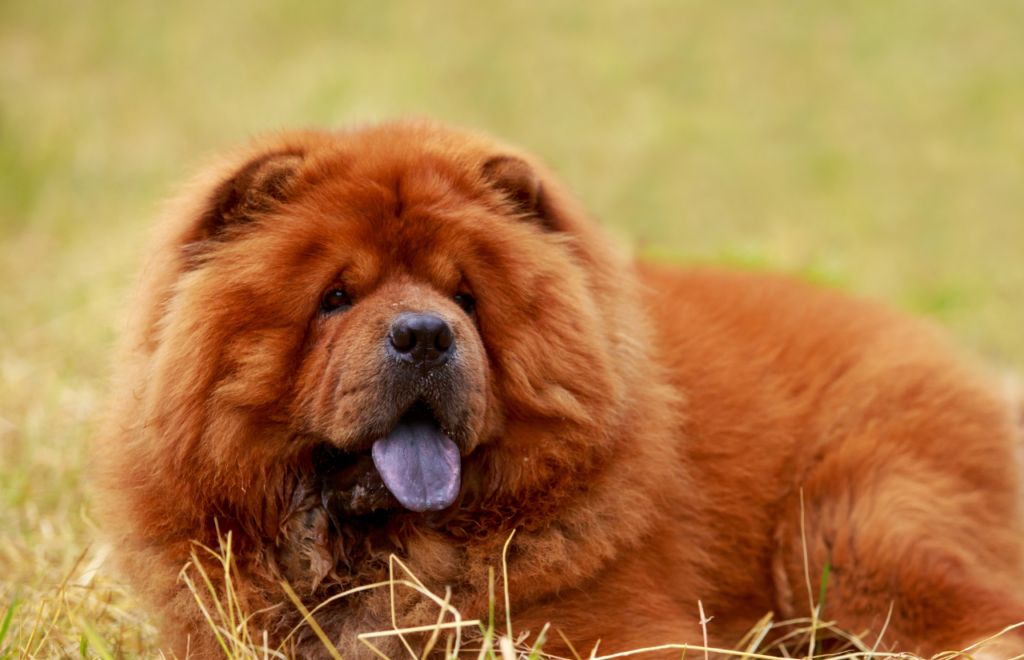 Red Chow Chow