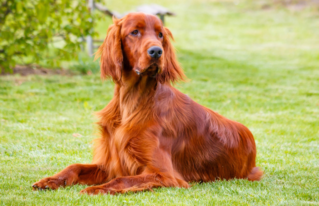 Red Irish Setter - red dog breeds