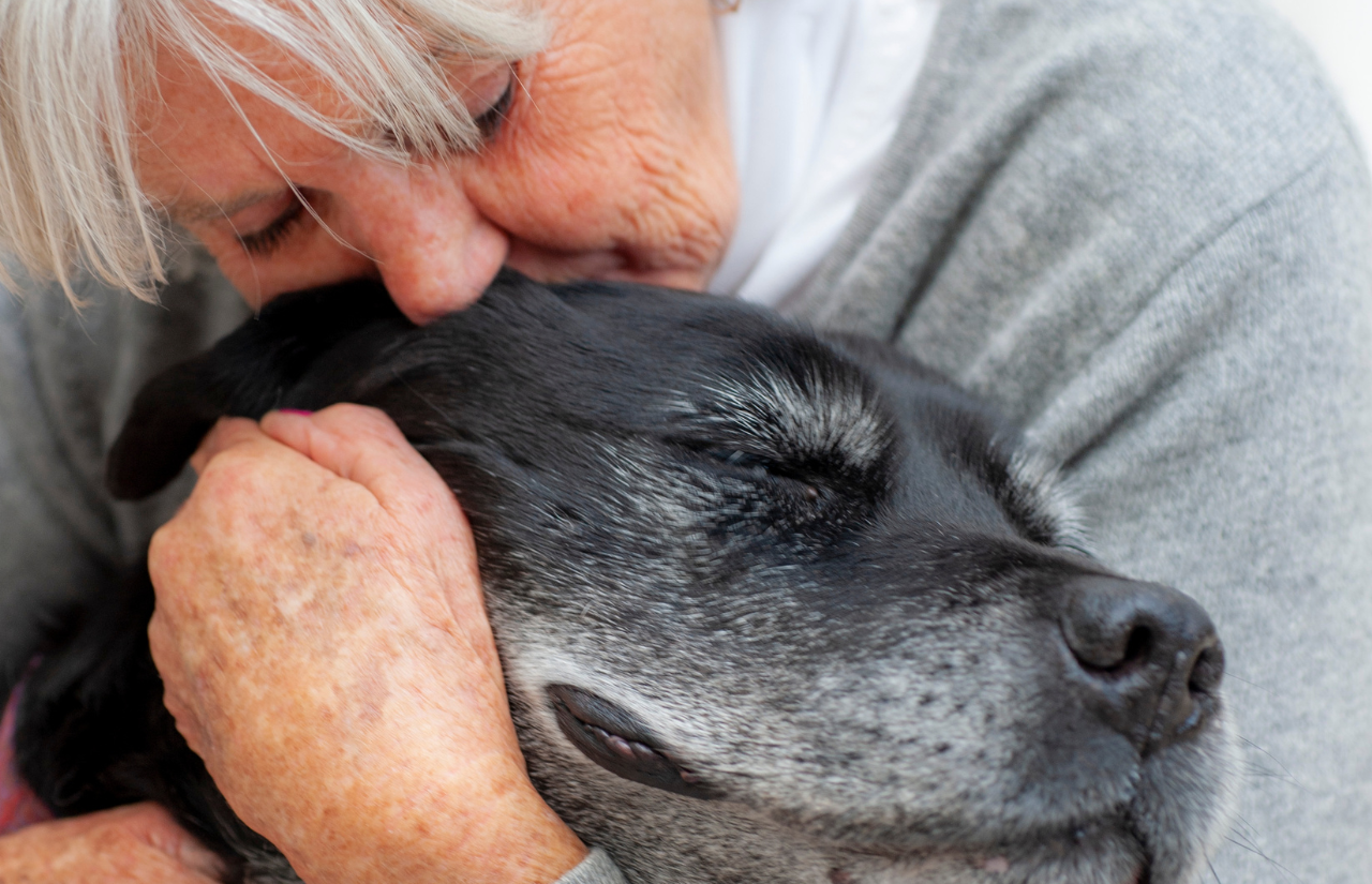 Physical Signs of Aging in Dogs