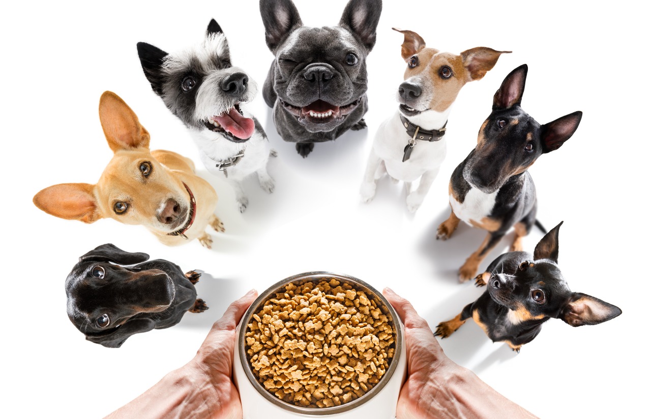 dog food calculator