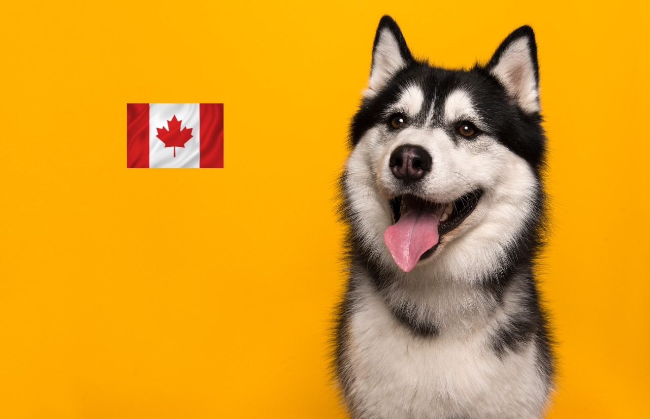 popular dog breeds in canada