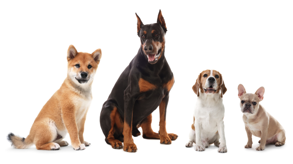 best dog breeds