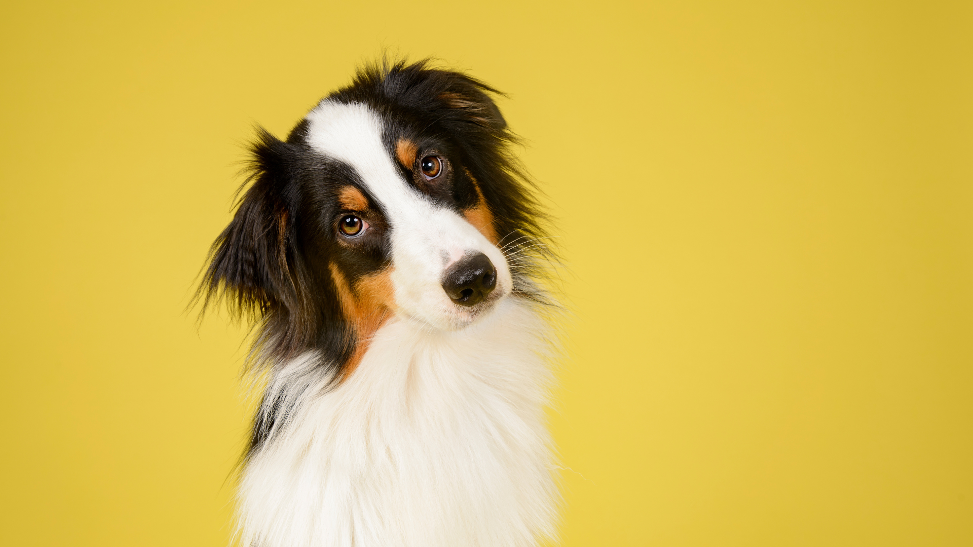 Why Dogs Tilt Their Heads: What This Cute Dog Behavior Really Means