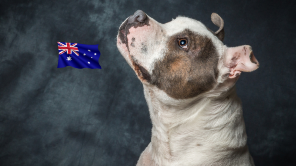 most popular dog breeds in australia
