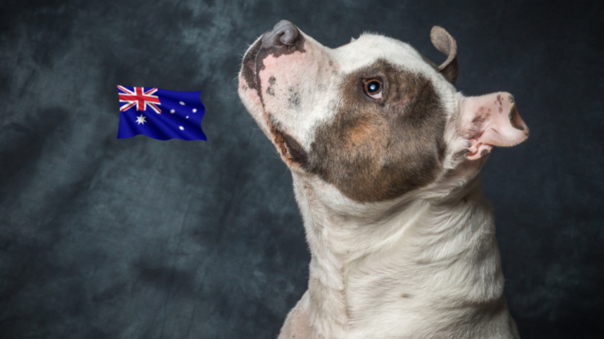 Most Popular Dog Breeds in Australia: 7 Breeds Aussies Love Most