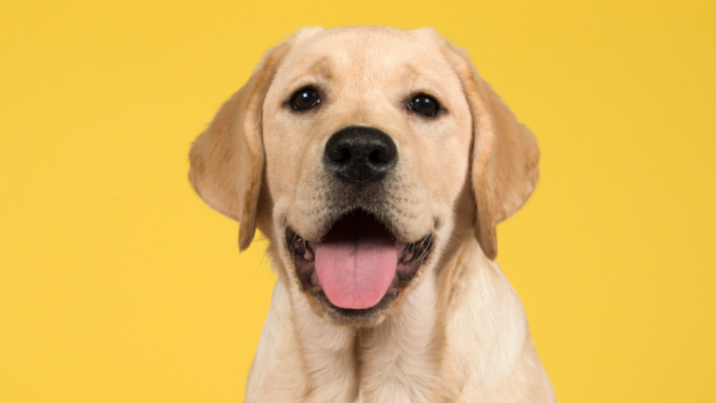 most popular dog breeds in australia