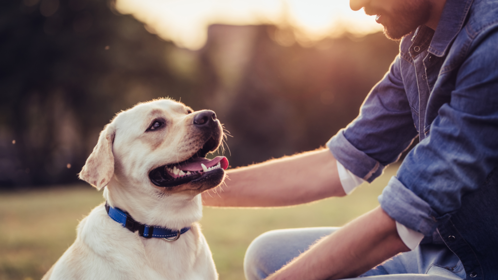 best dogs for first time owners