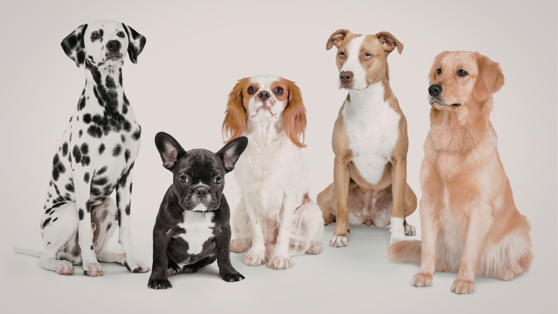 Best Family Dogs: 25 Friendly Breeds for Kids, Apartments, and Active Homes