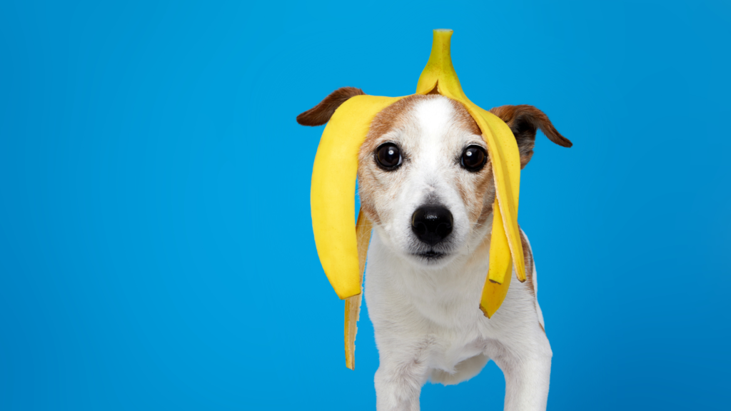 can dogs eat fruits and vegetables