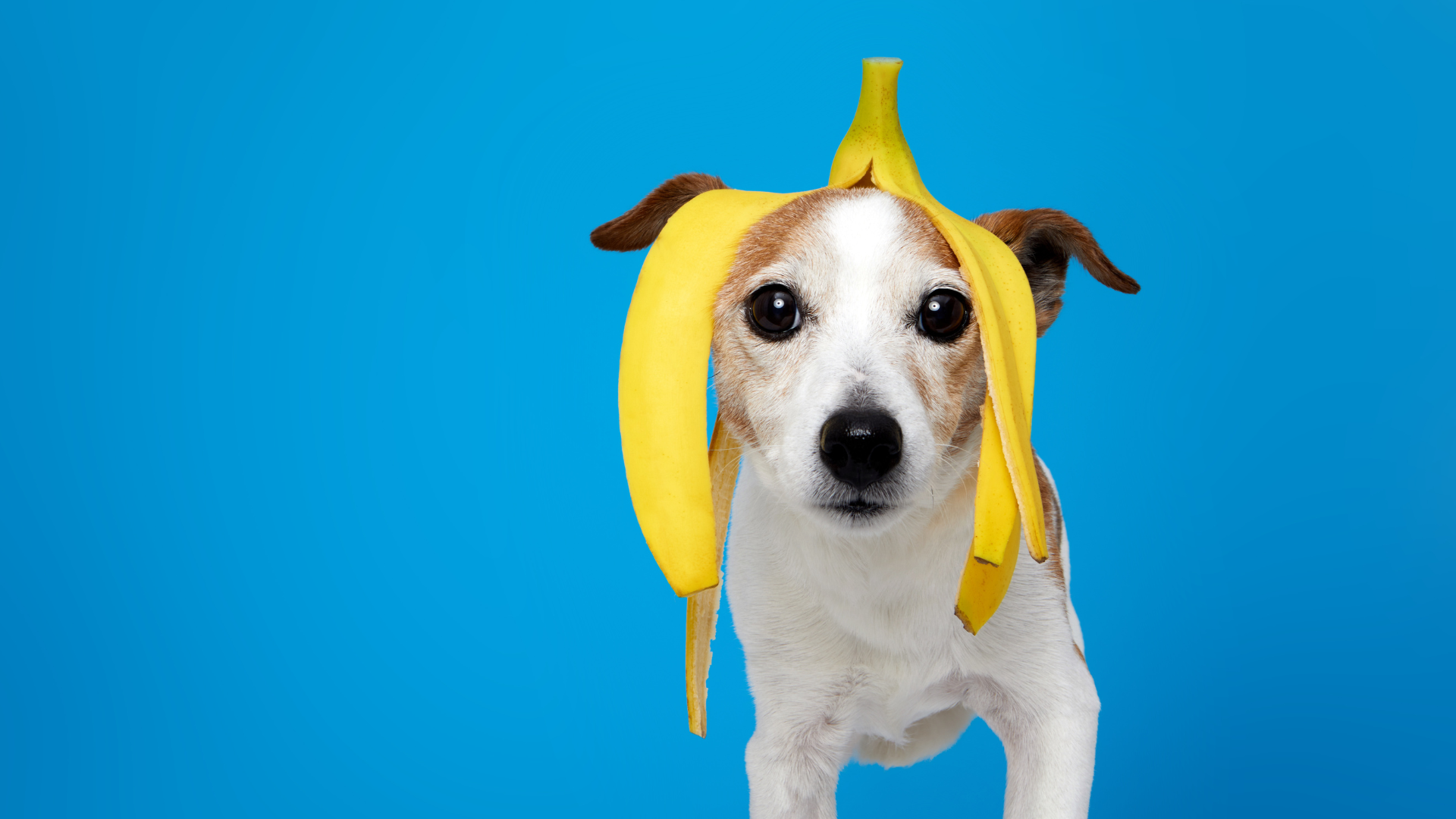 Can Dogs Eat Fruits and Vegetables? Safe Options and Foods to Avoid