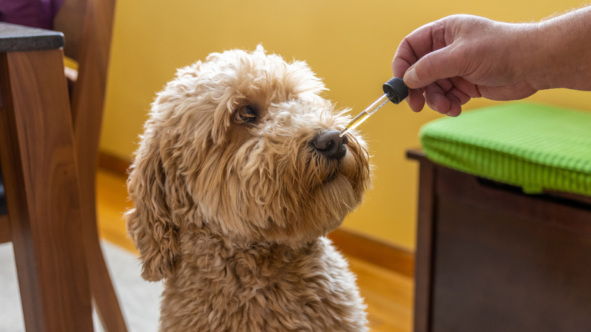 7 Benefits of CBD for Dogs: Improving Health and Quality of Life