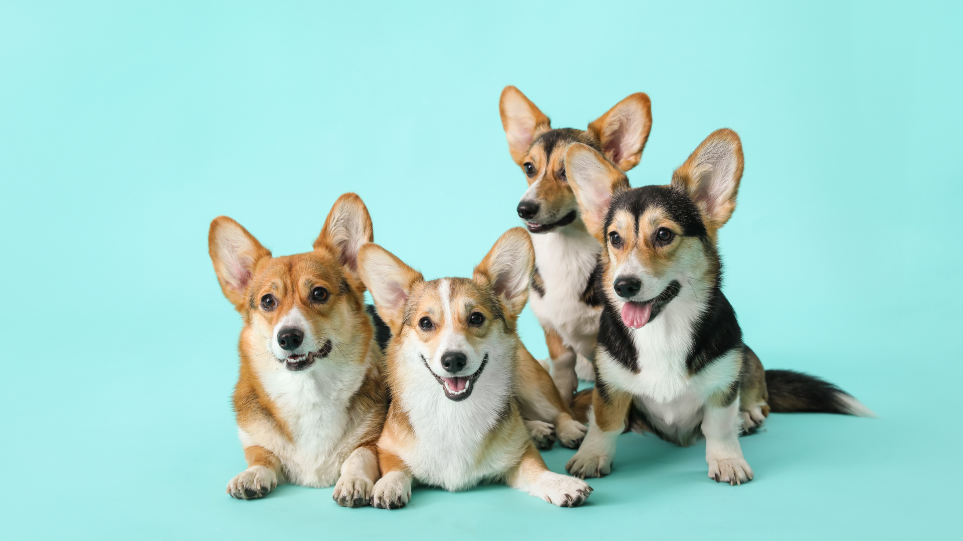 Dog Behavior Explained: 25 Common Behaviors