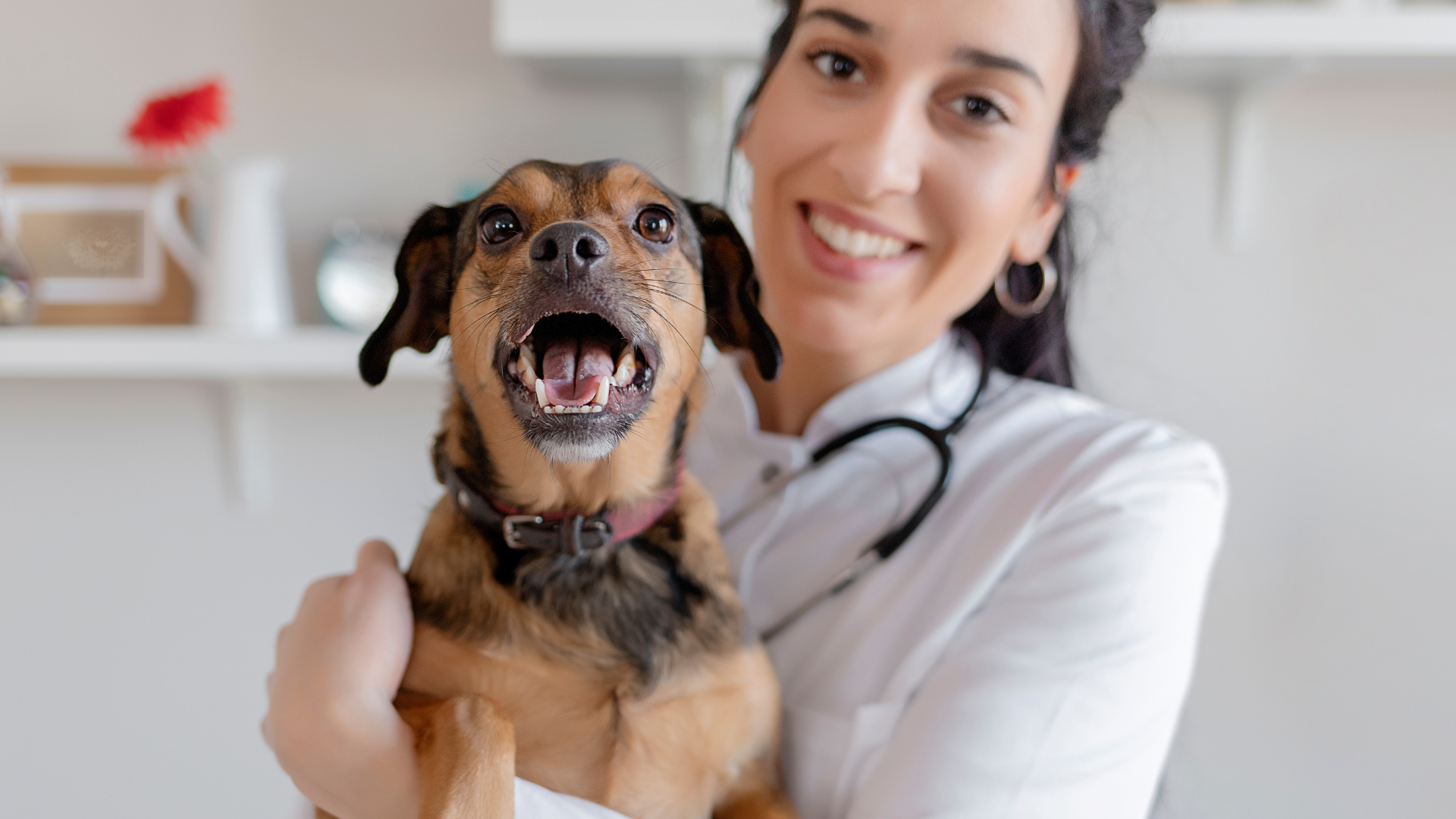 Why Is My Dog Coughing? Common Causes, Symptoms, and What To Do