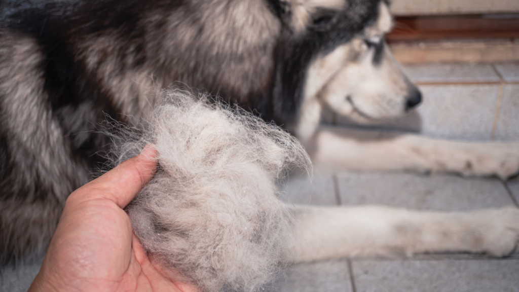 dog losing hair
