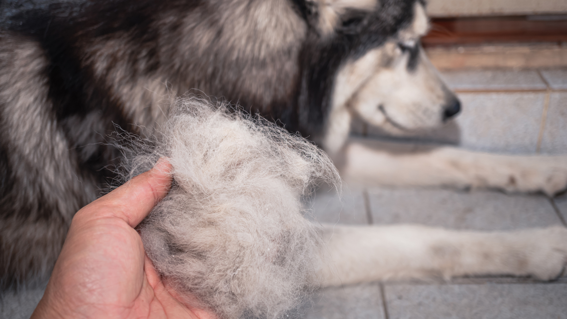 Why Is My Dog Losing Hair? Common Causes and What You Can Do
