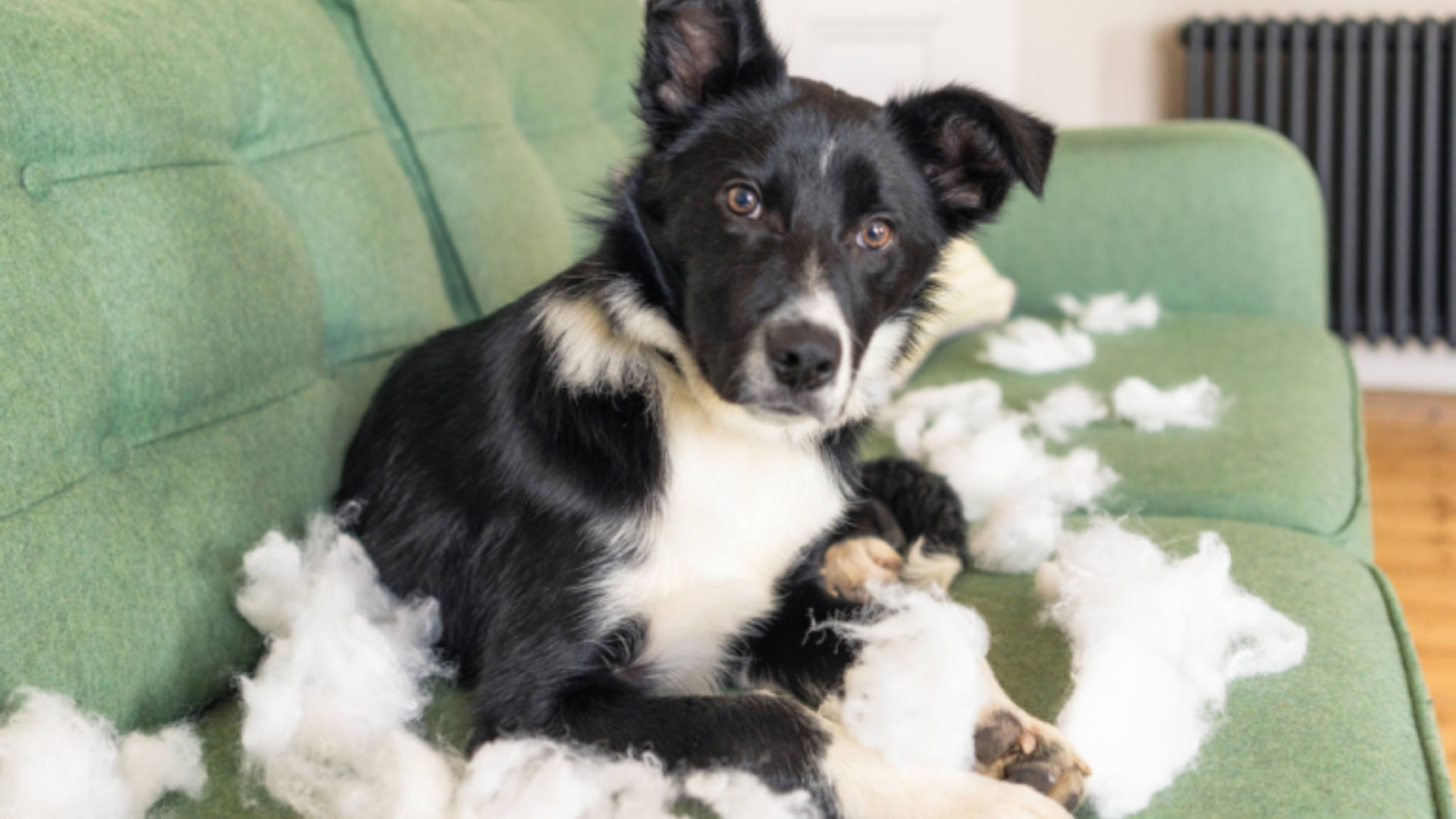 Dog Separation Anxiety: 3 Simple & Easy Solutions