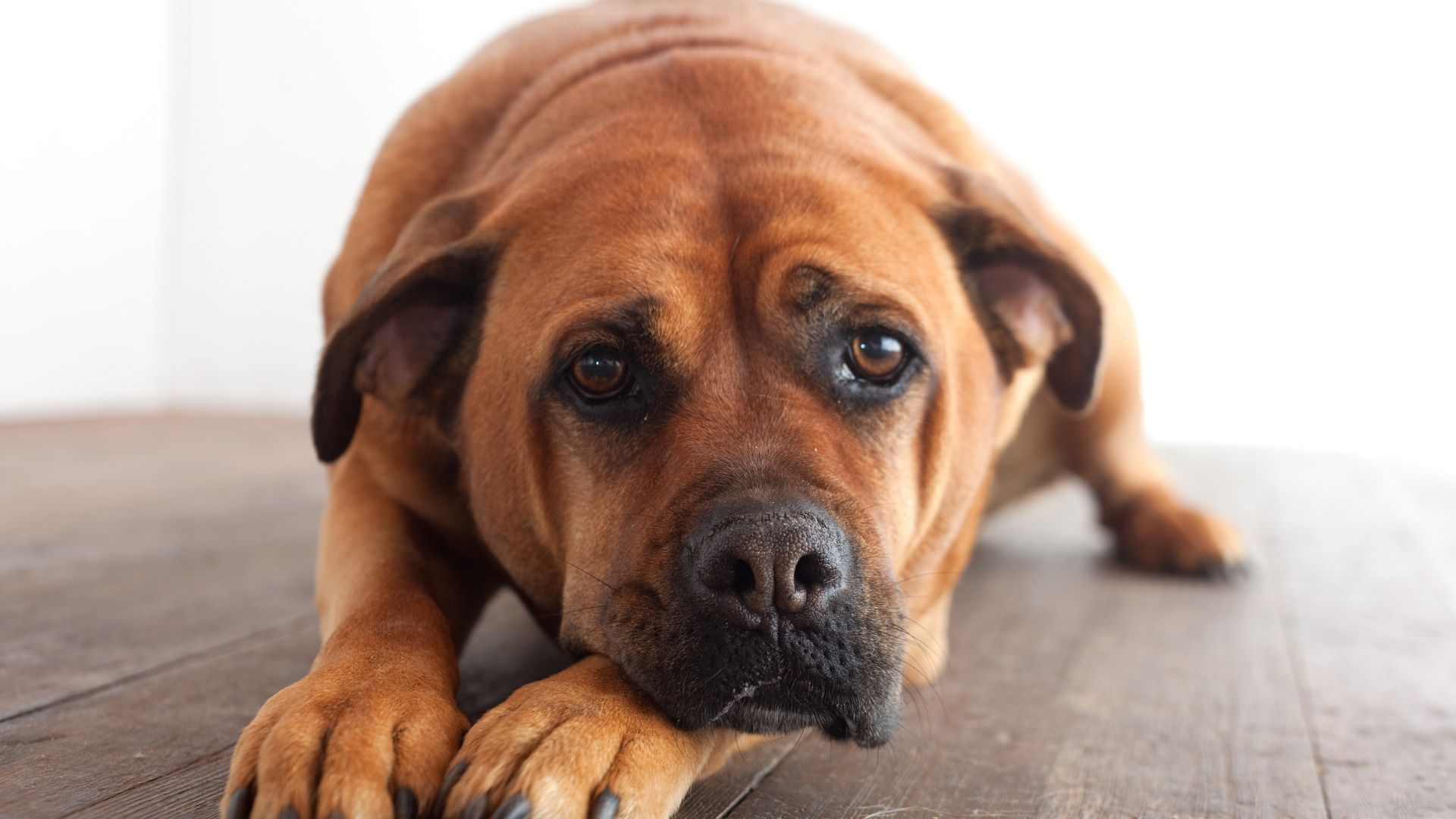 Why Is My Dog Whining?