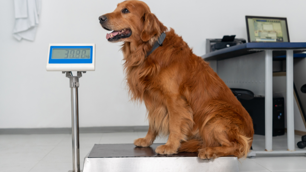 healthy dog weight