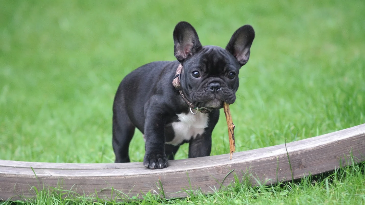 Are French Bulldogs Good With Kids? What Families Should Know Before Bringing One Home