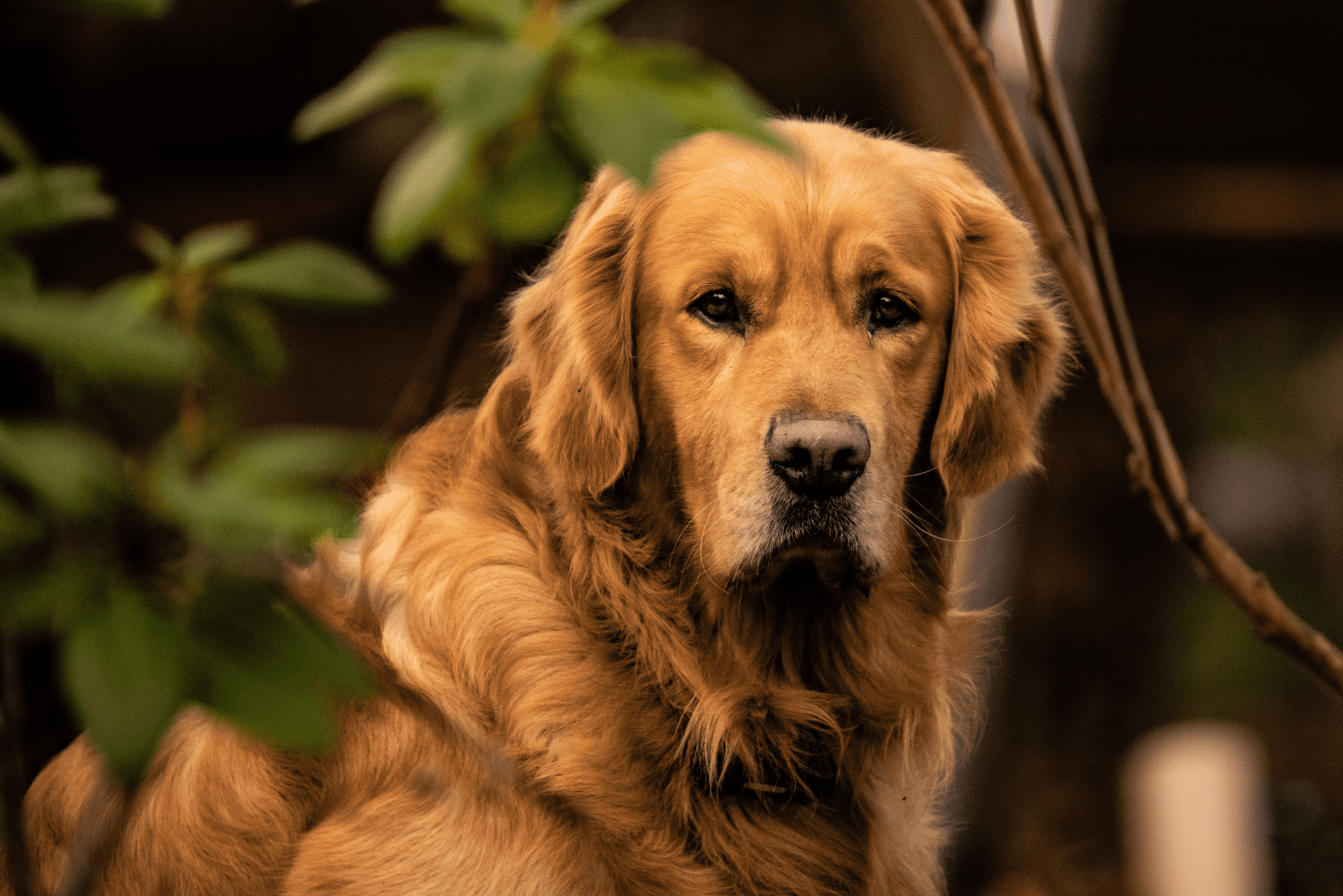 Why Golden Retrievers Are So Friendly: The Traits That Make Everyone Love Them