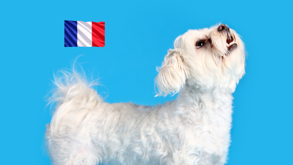 most popular dog breeds in france