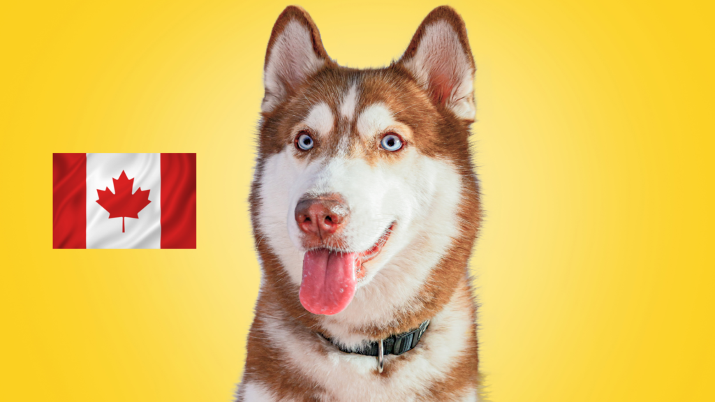 popular dog breeds in canada