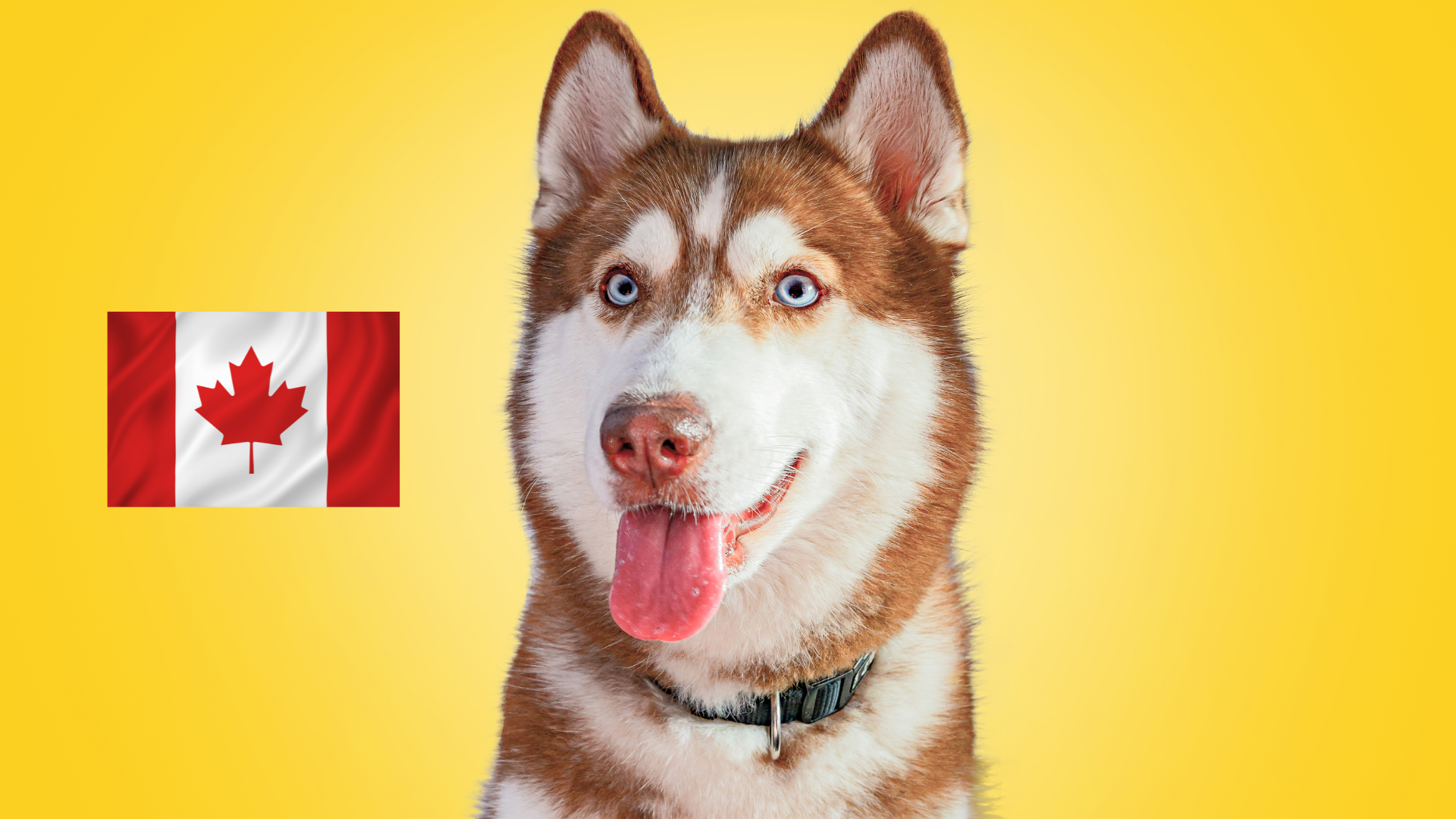 10 Most Popular Dog Breeds in Canada