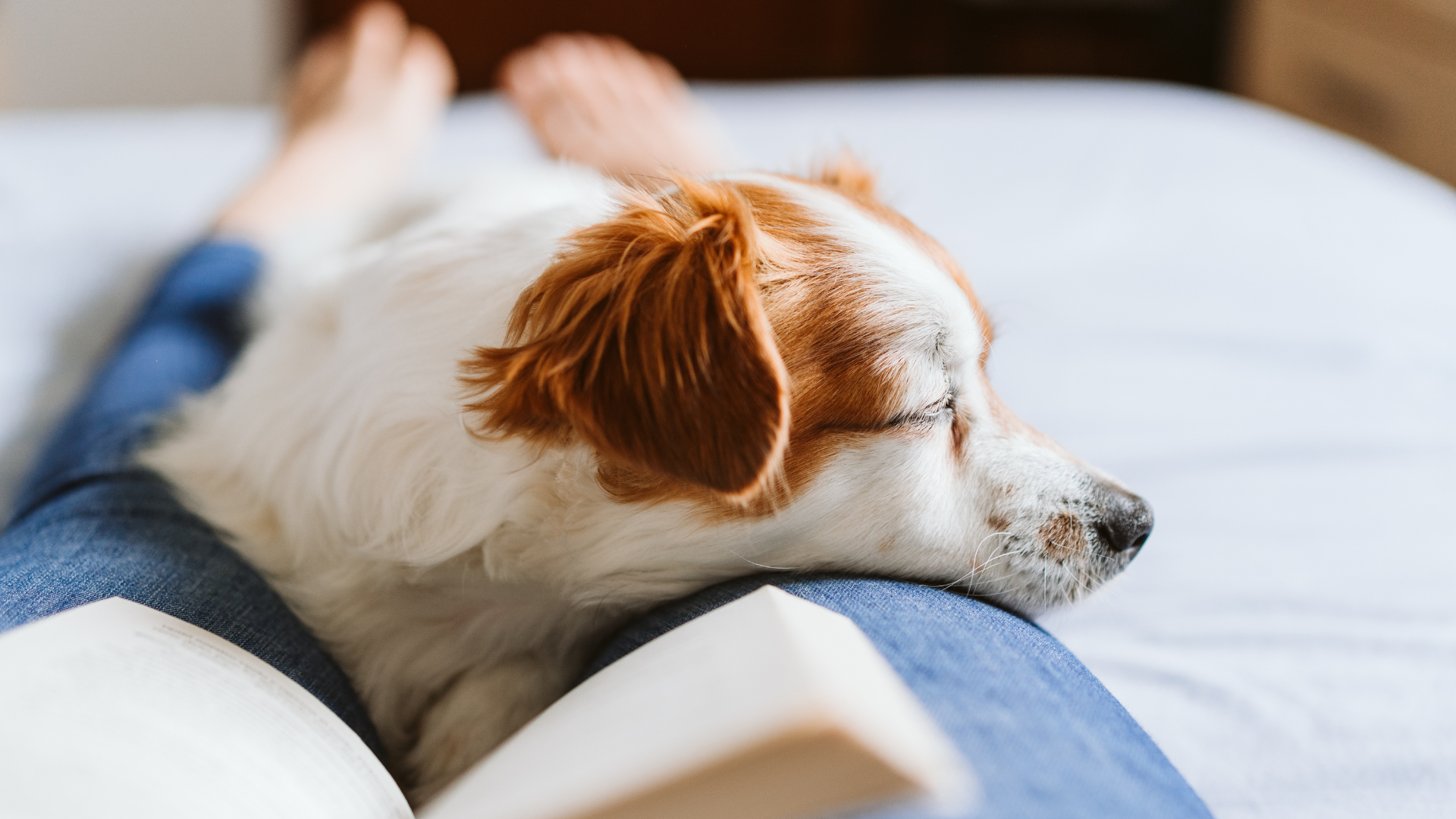 Why Dogs Lean on People: What This Affectionate Dog Behavior Really Means