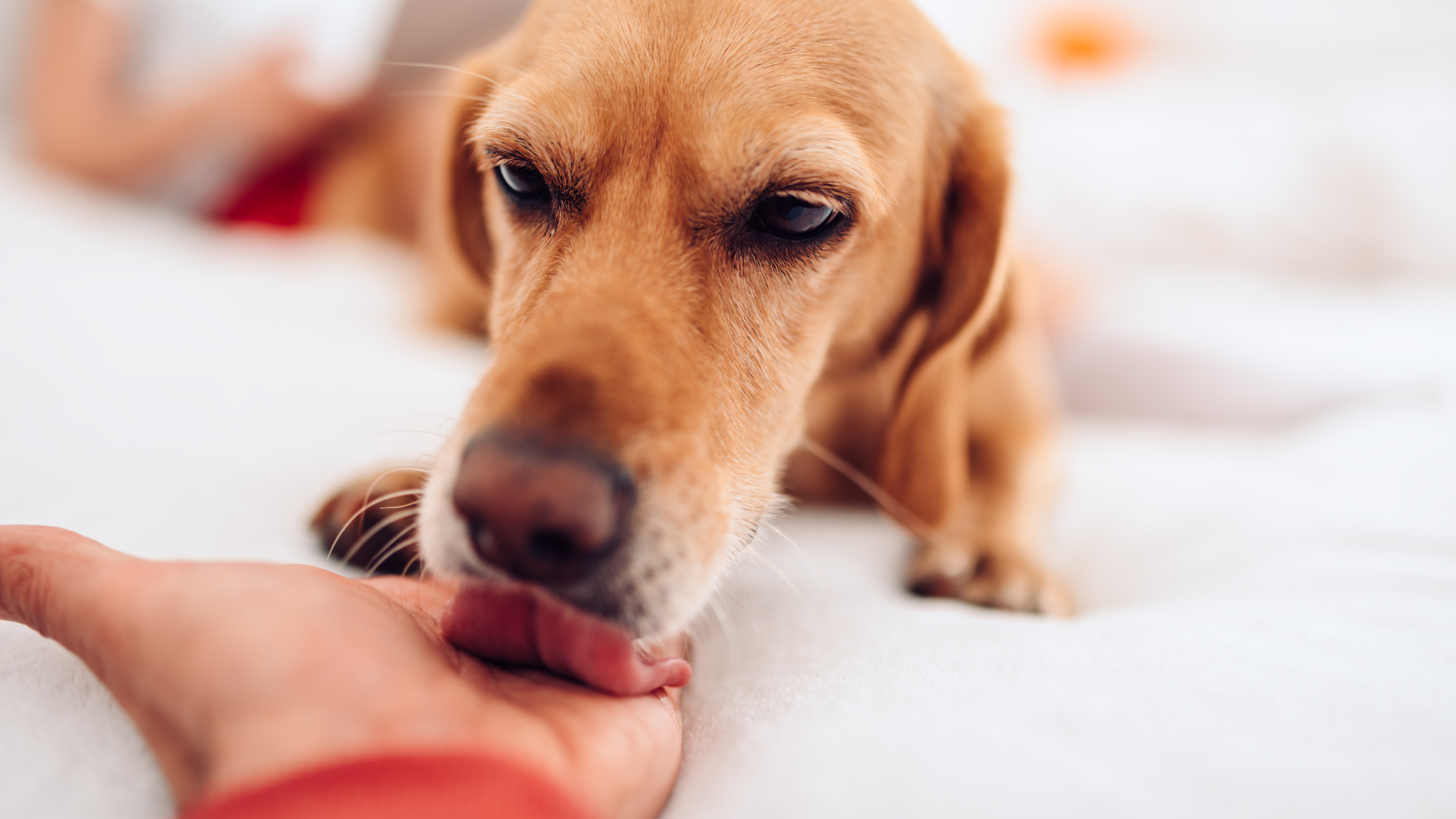 Why Dogs Lick Your Hands: What This Common Dog Behavior Really Means