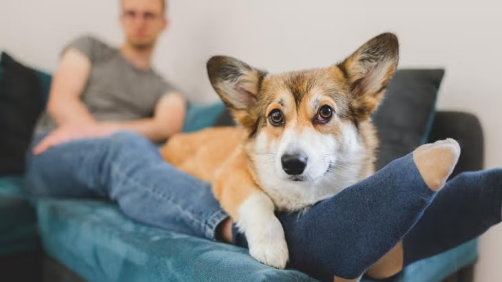Why Dogs Sit on Your Feet: What This Common Dog Behavior Really Means