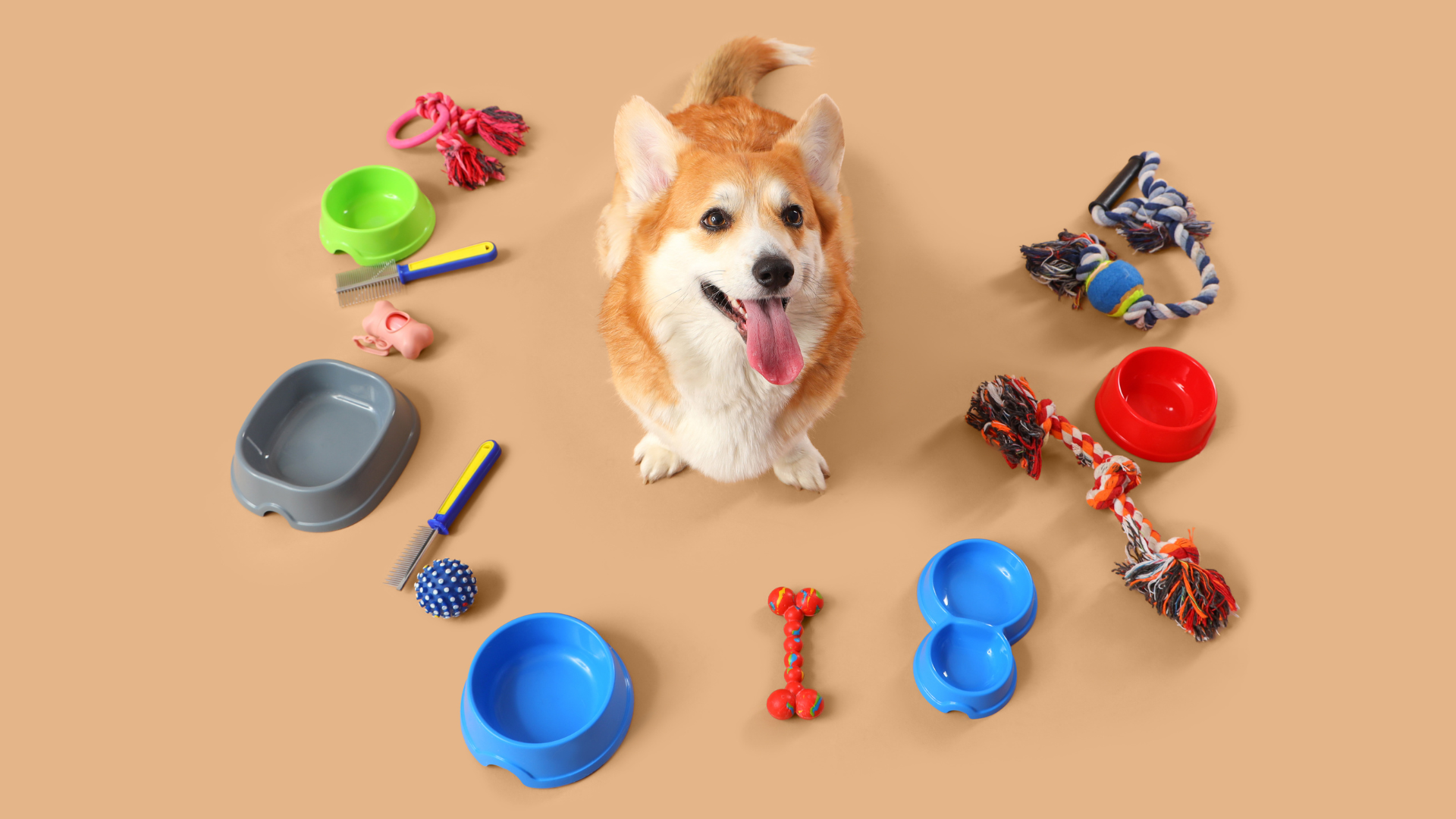 Best Dog Products for New Dog Owners: The Complete Starter Checklist