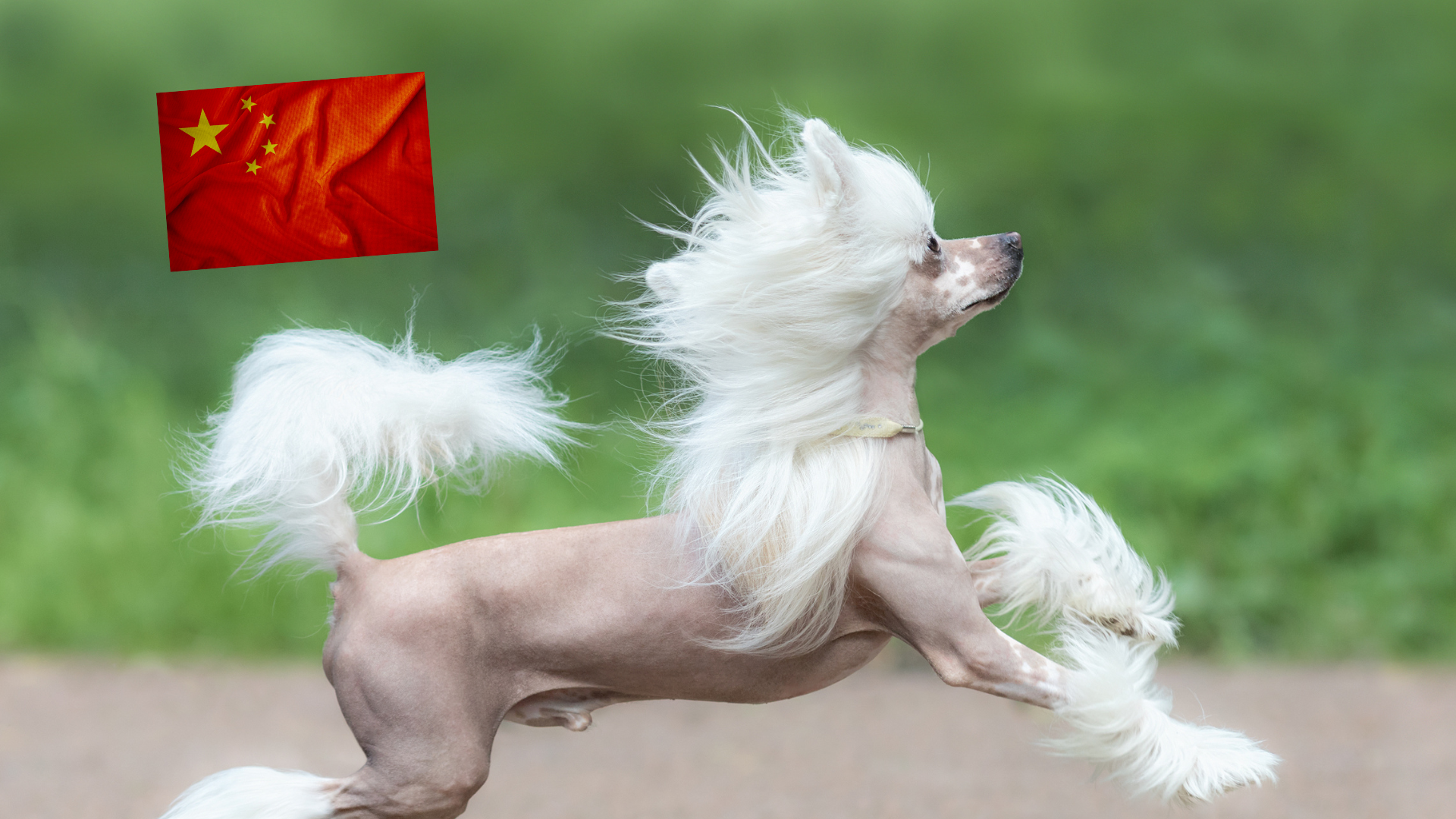 8 Most Popular Chinese Dog Breeds