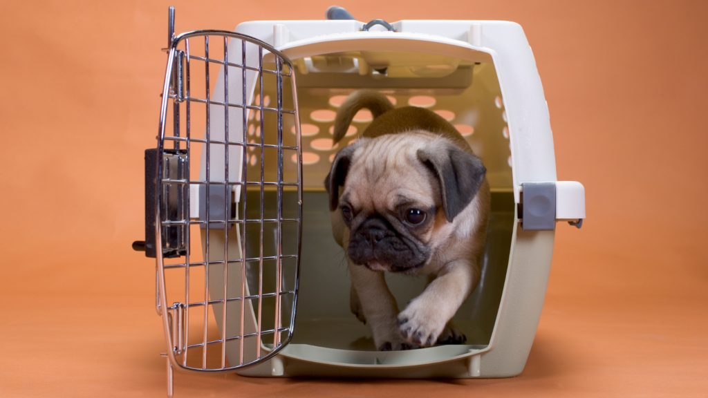 crate training mistakes