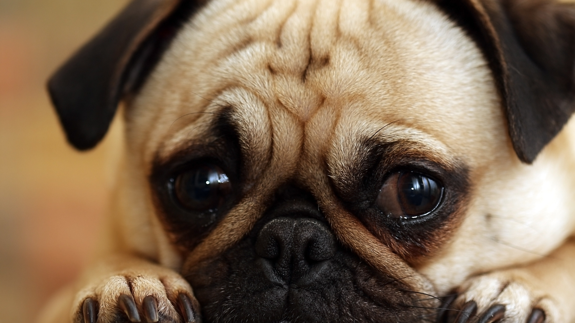 Do Dogs Miss Their Owners? Understanding Dogs and Emotional Attachment