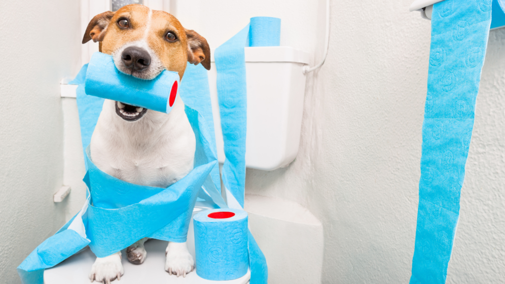 dog constipation