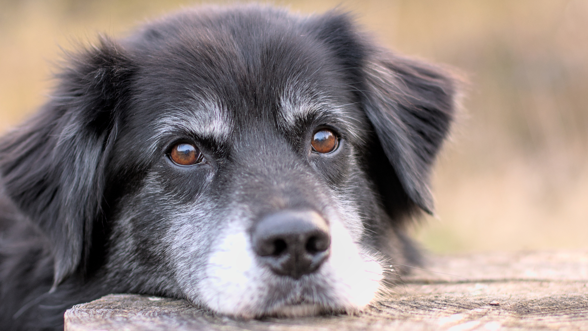 7 Secrets to the Longevity of the World’s Oldest Dogs