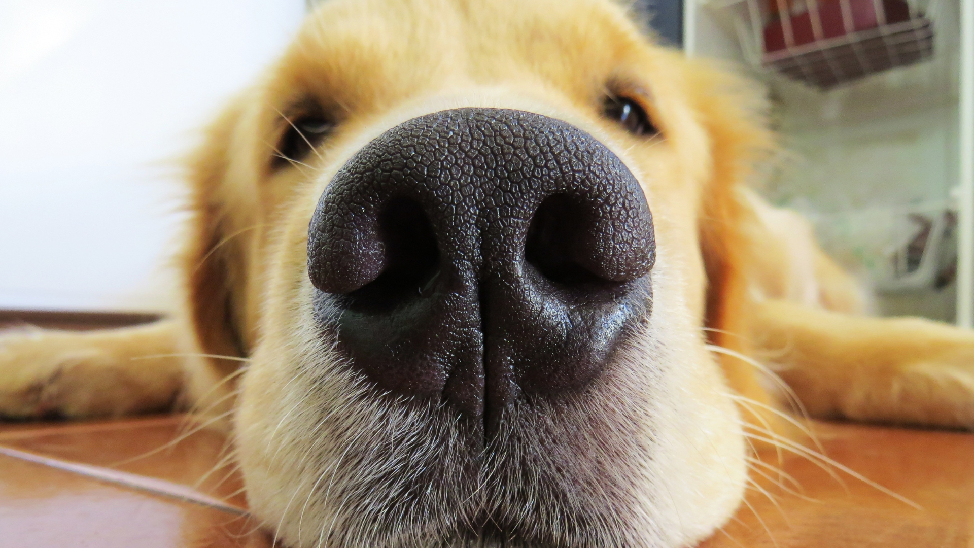 Can Dogs Have Mental Health Issues?